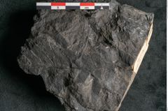 Foto (Detailansicht) von Asplenium hochstetteri Unger (NHMW-GEO-2024-0188-10303)